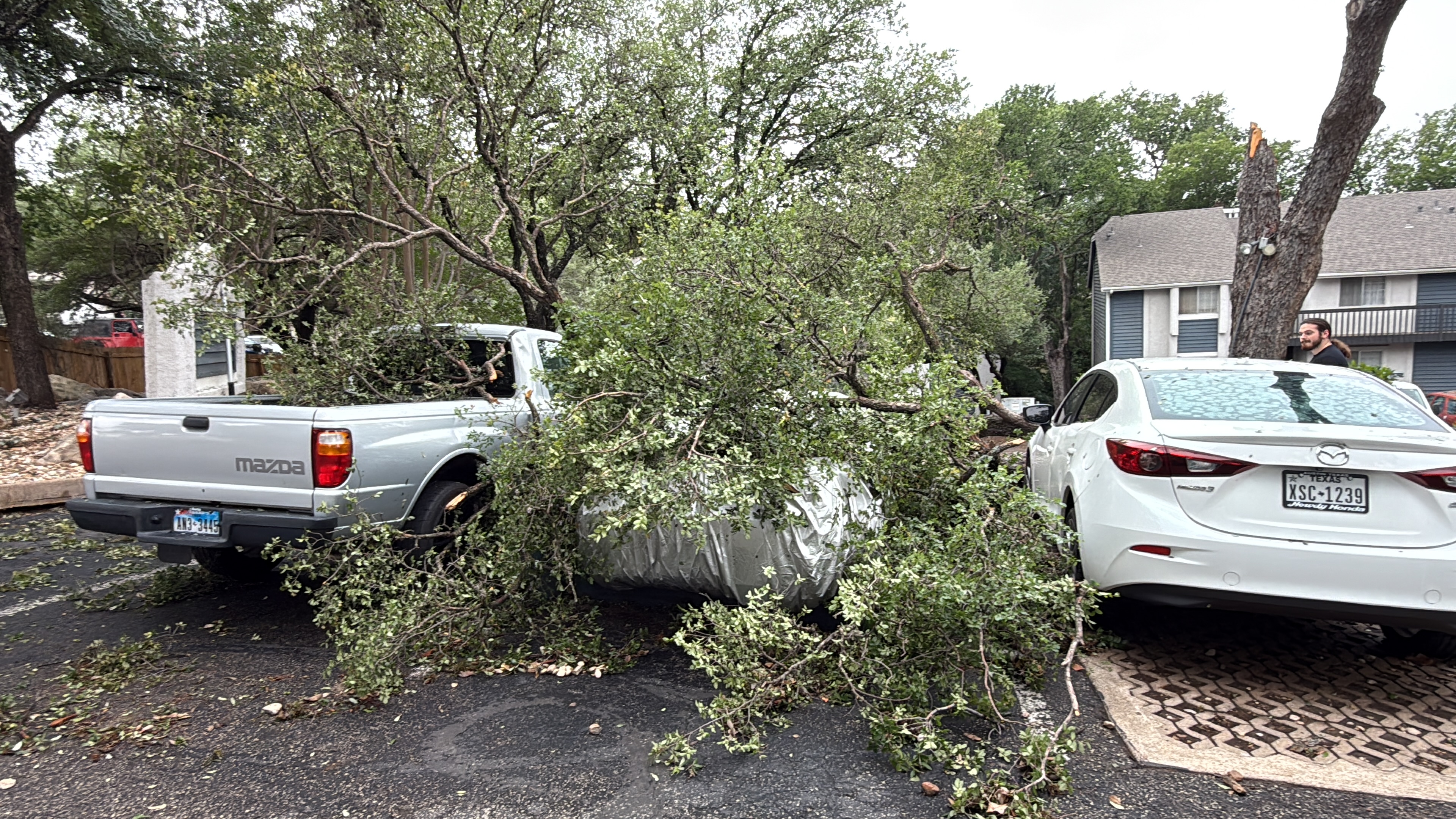 Crew cleanup after a large storm-damaged limb fell near parked vehicles