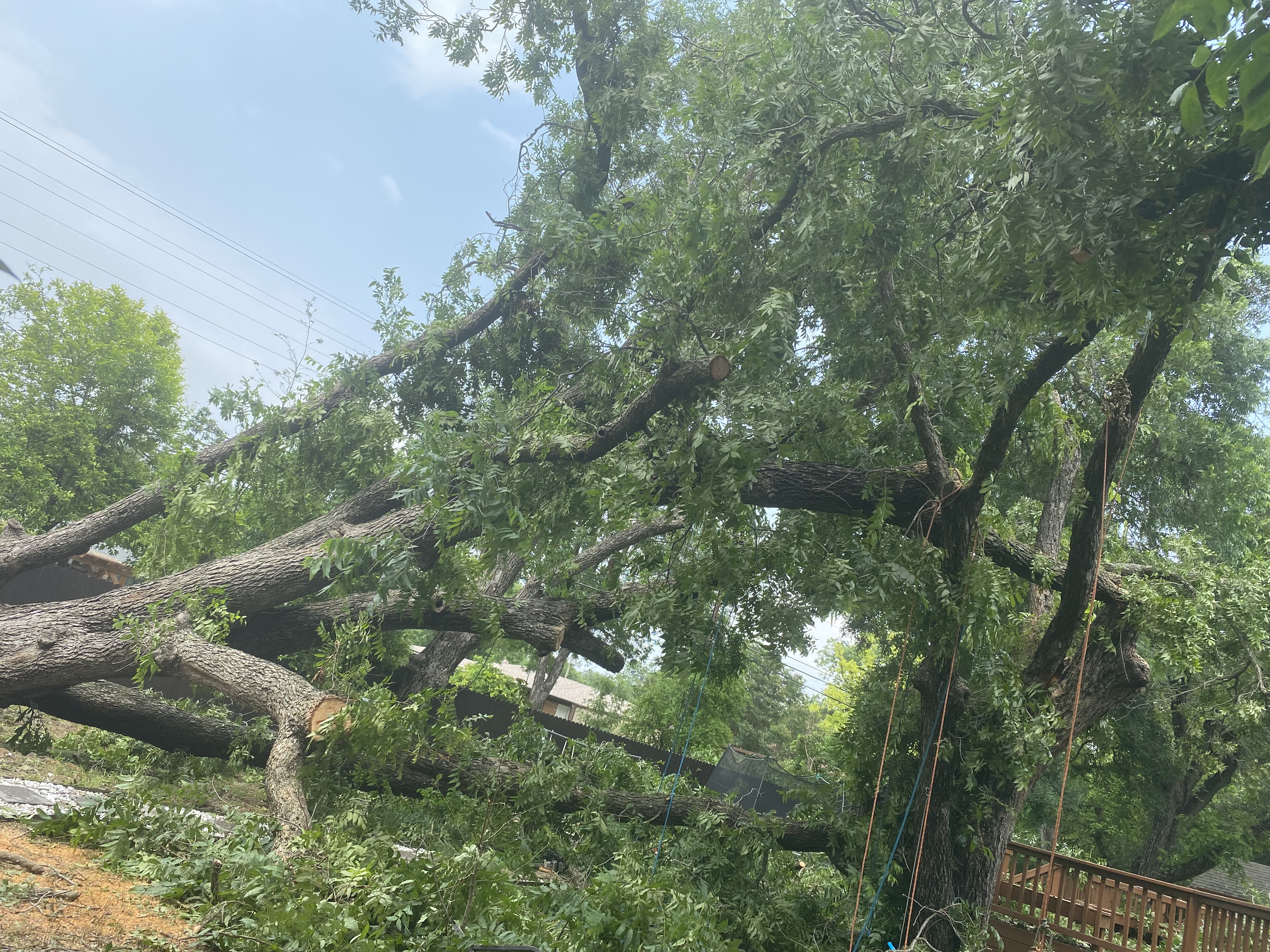 Large fallen tree being removed from a residential yard