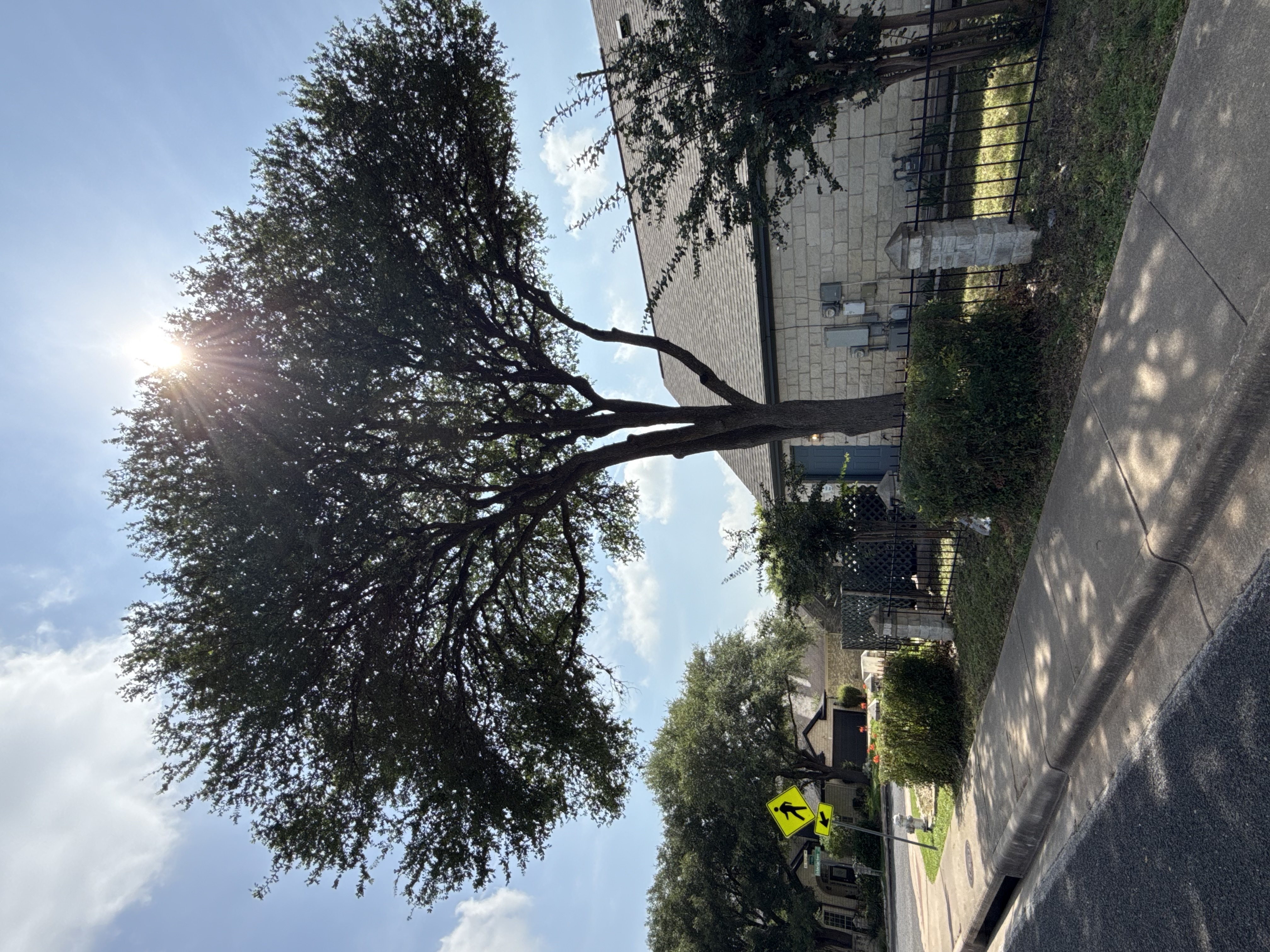 Mature residential tree prepared for careful trimming