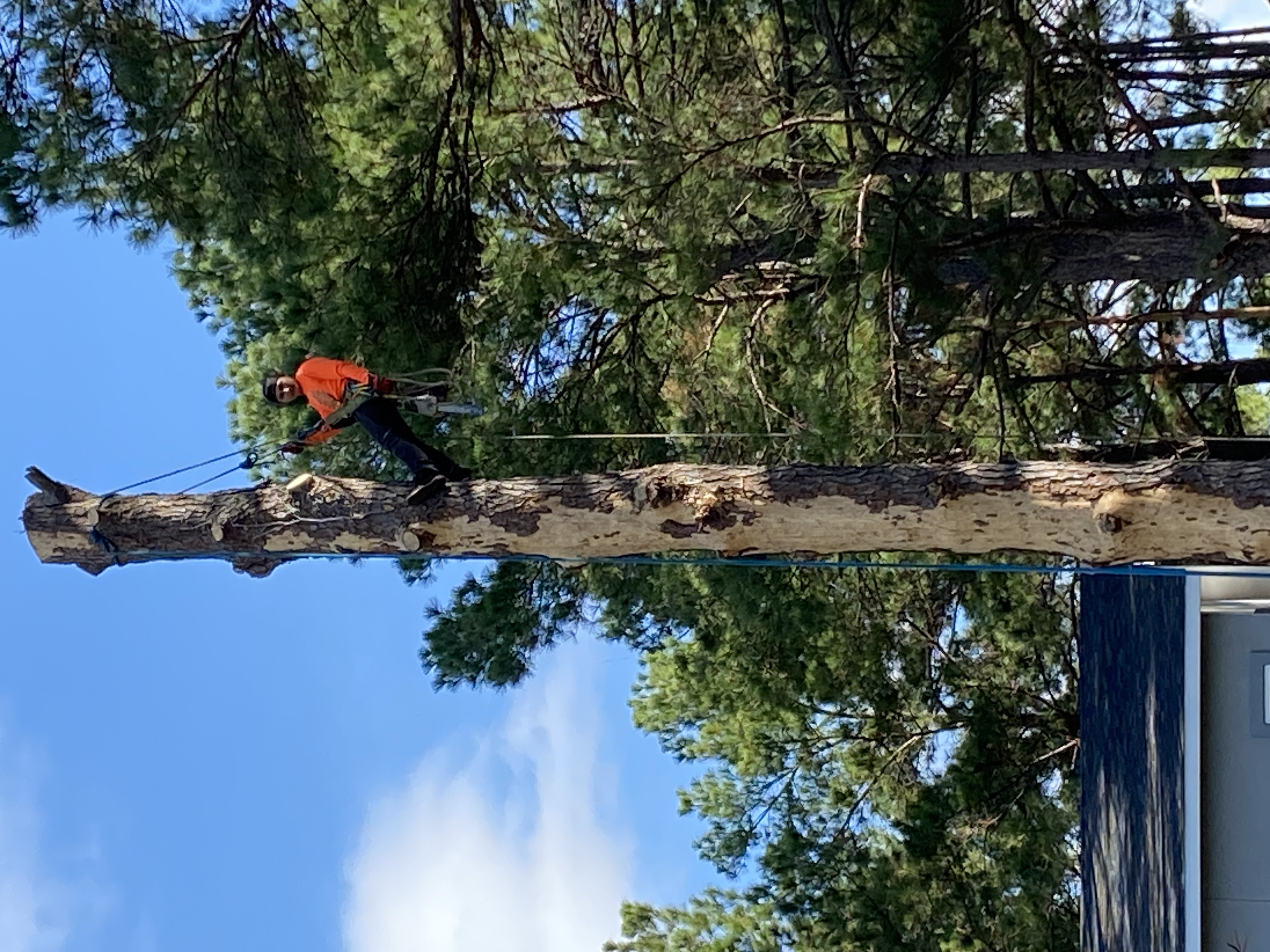 Arborist working high in a tree during a professional removal