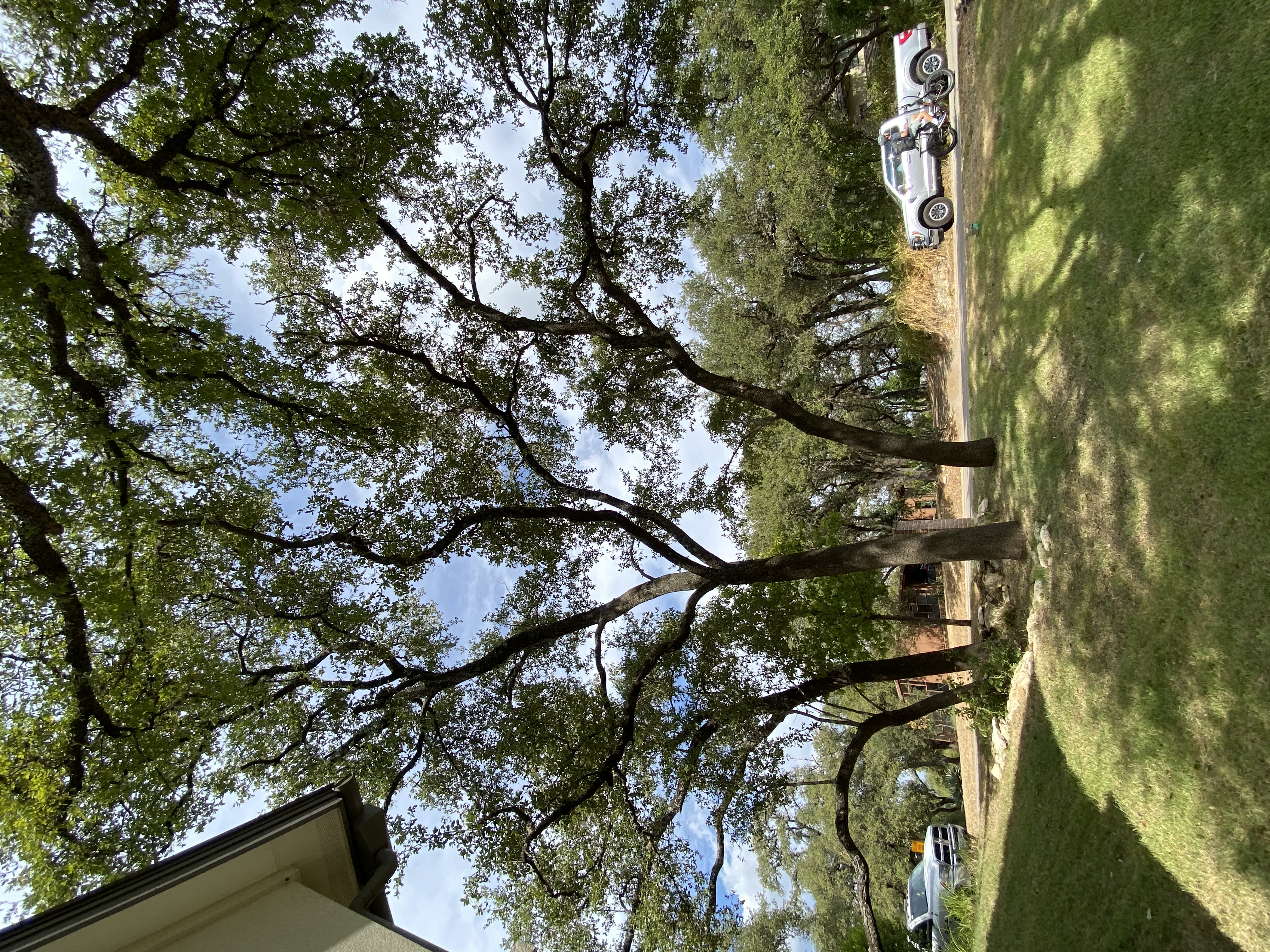Mature oak canopy professionally trimmed over a Central Texas home