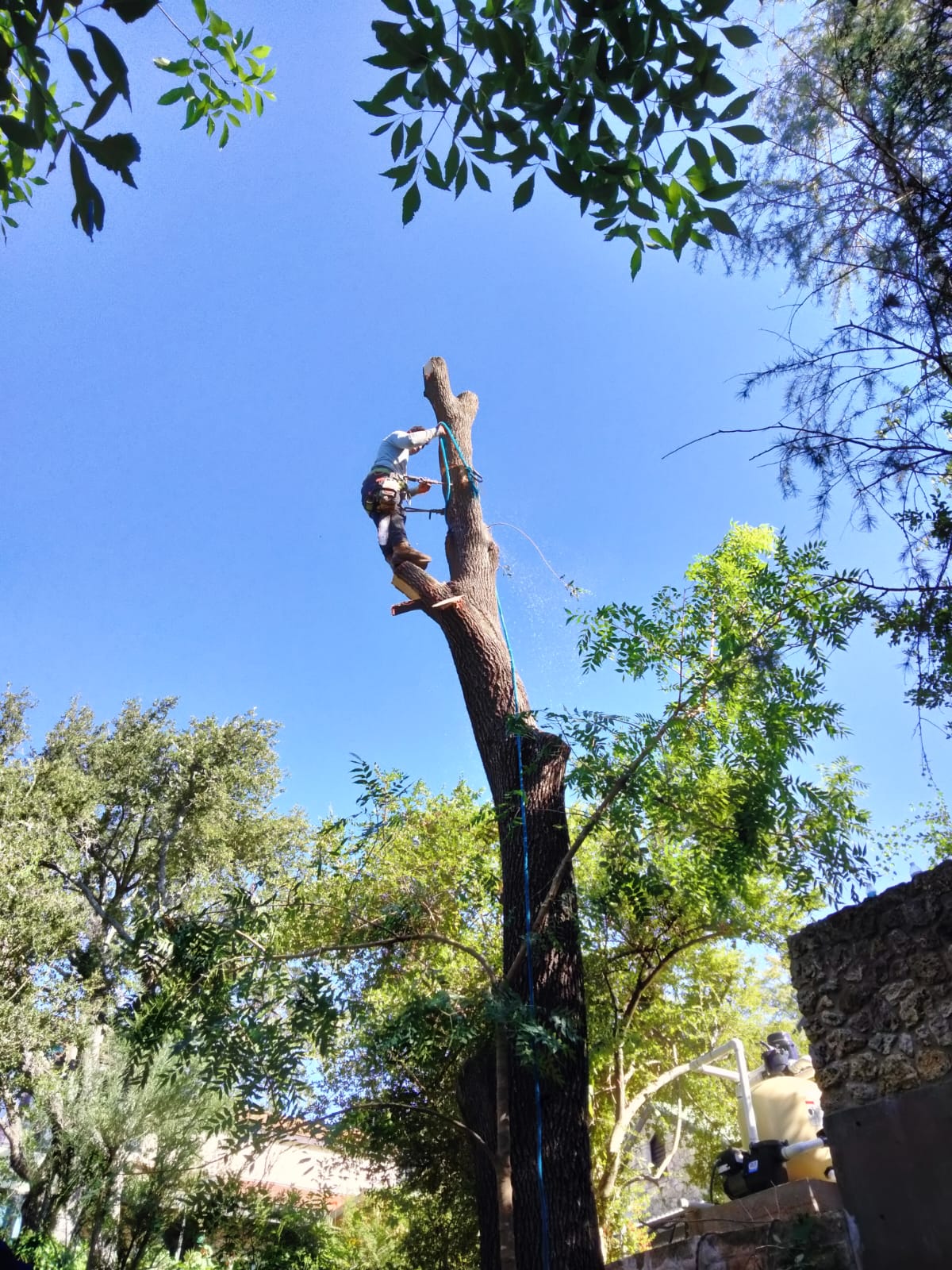 Tall tree safely sectioned down during a residential removal