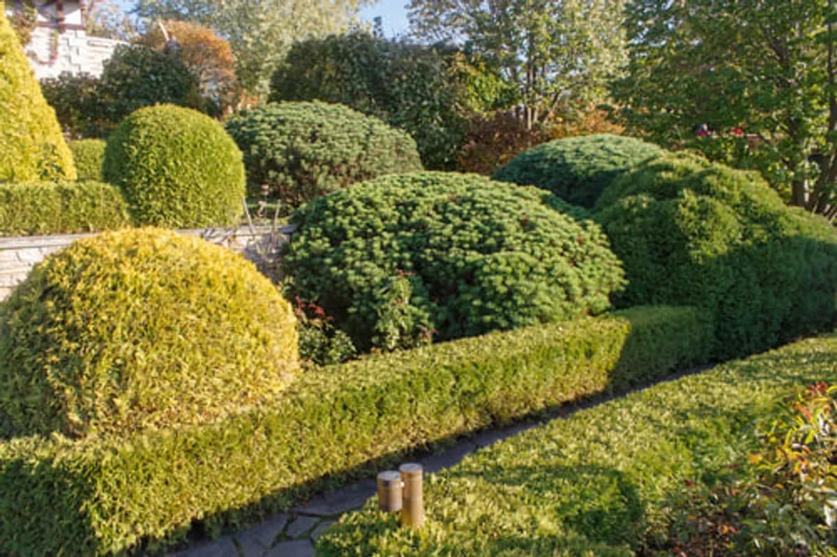 Mature evergreen trees and manicured landscaping bathed in golden evening light on a Central Texas property