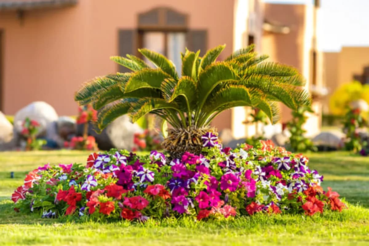 Established ornamental palm surrounded by a colorful flower bed on a sunny Central Texas lawn