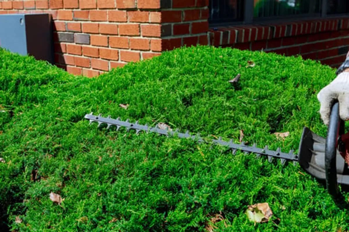Powered hedge trimmer shaping a dense juniper hedge along a brick wall during shrub maintenance