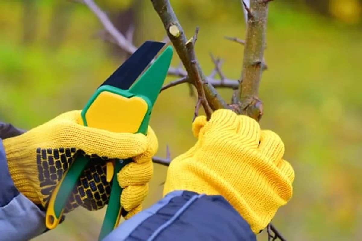 Close-up of clean bypass pruners making a careful cut on an oak branch — correct pruning practice to prevent oak wilt