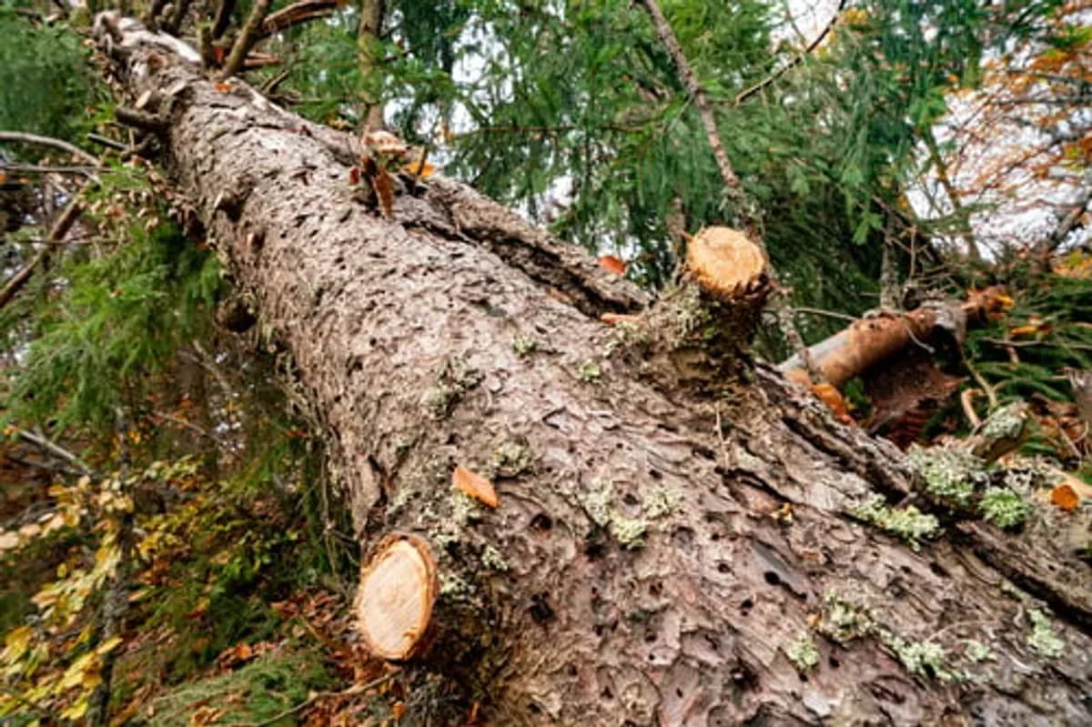 Large fallen trunk showing extensive bark loss, decay and insect boring holes — signs a tree needed removal
