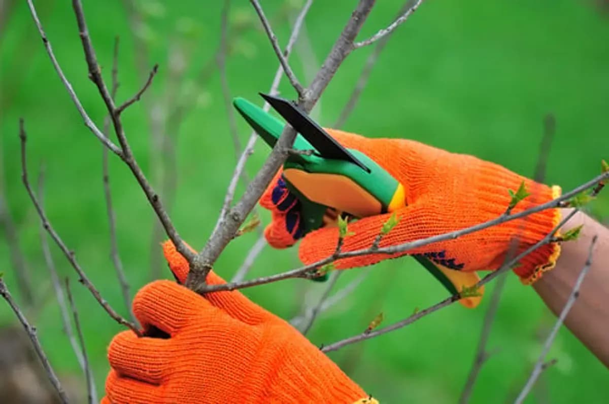 Gloved hands using bypass pruners to make a clean cut on a young branch — seasonal tree trimming in Central Texas