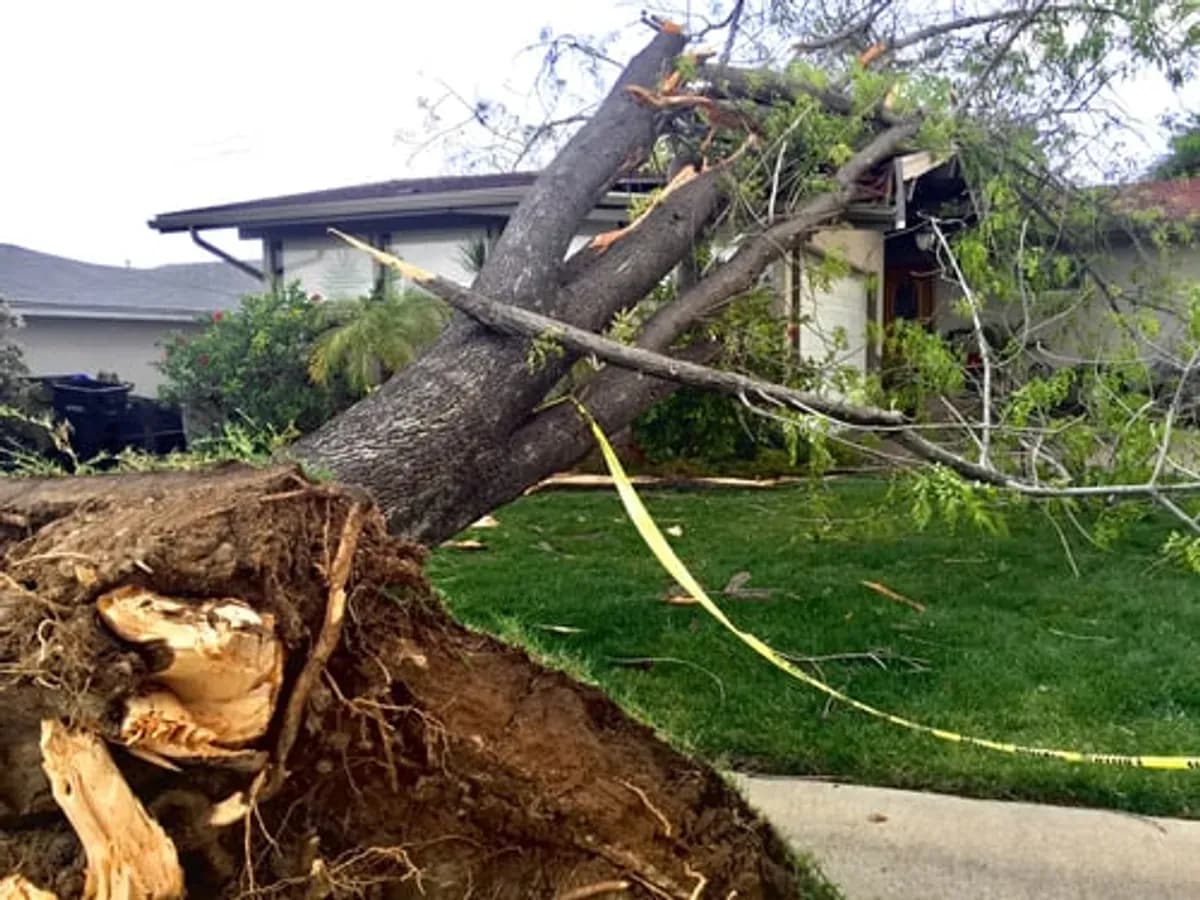 Uprooted tree fallen against a house behind caution tape after a Central Texas storm — emergency tree service by Escudero Tree Service