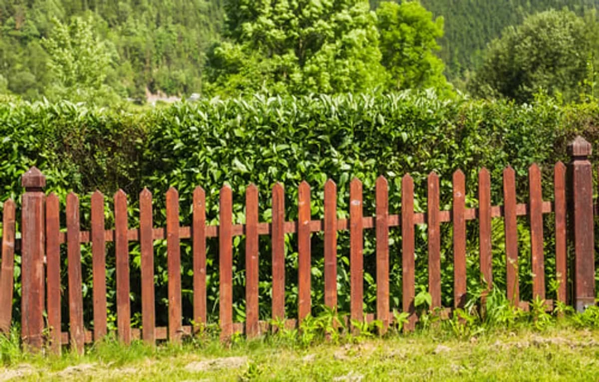 Weathered wooden picket fence in front of dense green hedging, showing a fence line due for repair or replacement