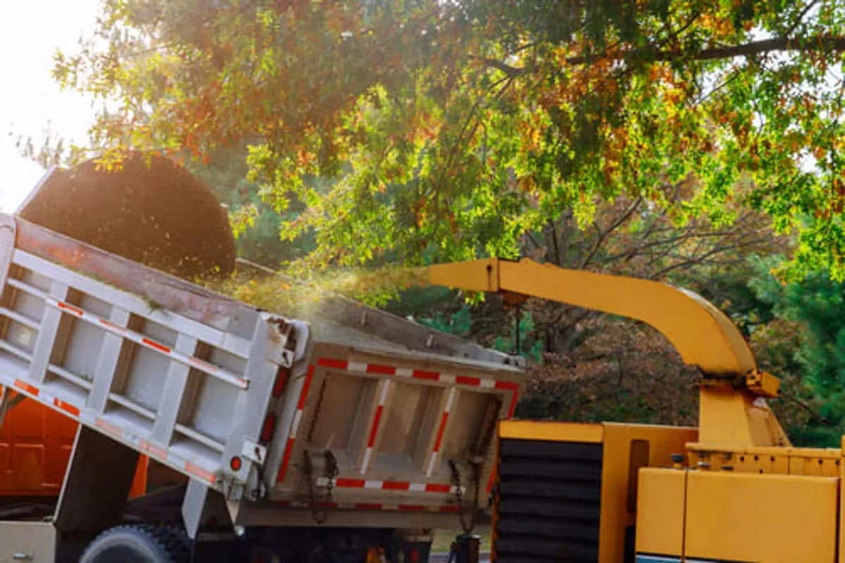 Wood chipper discharging fresh chips into a dump truck during a tree service job at golden hour in Central Texas