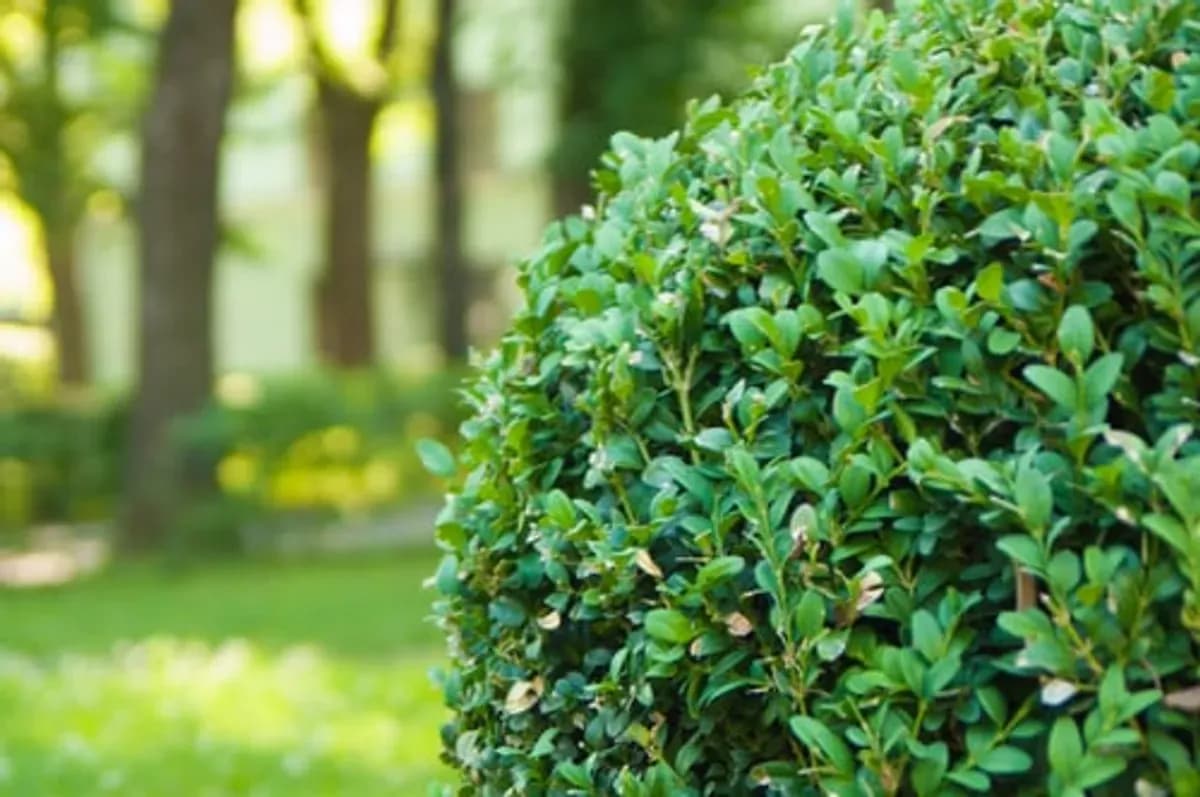 Neatly trimmed rounded boxwood shrub in a sunlit garden — shrub and hedge trimming by Escudero Tree Service