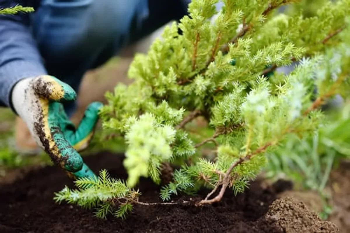 Gloved hands setting a young evergreen shrub into prepared soil during a tree and shrub planting job in Central Texas