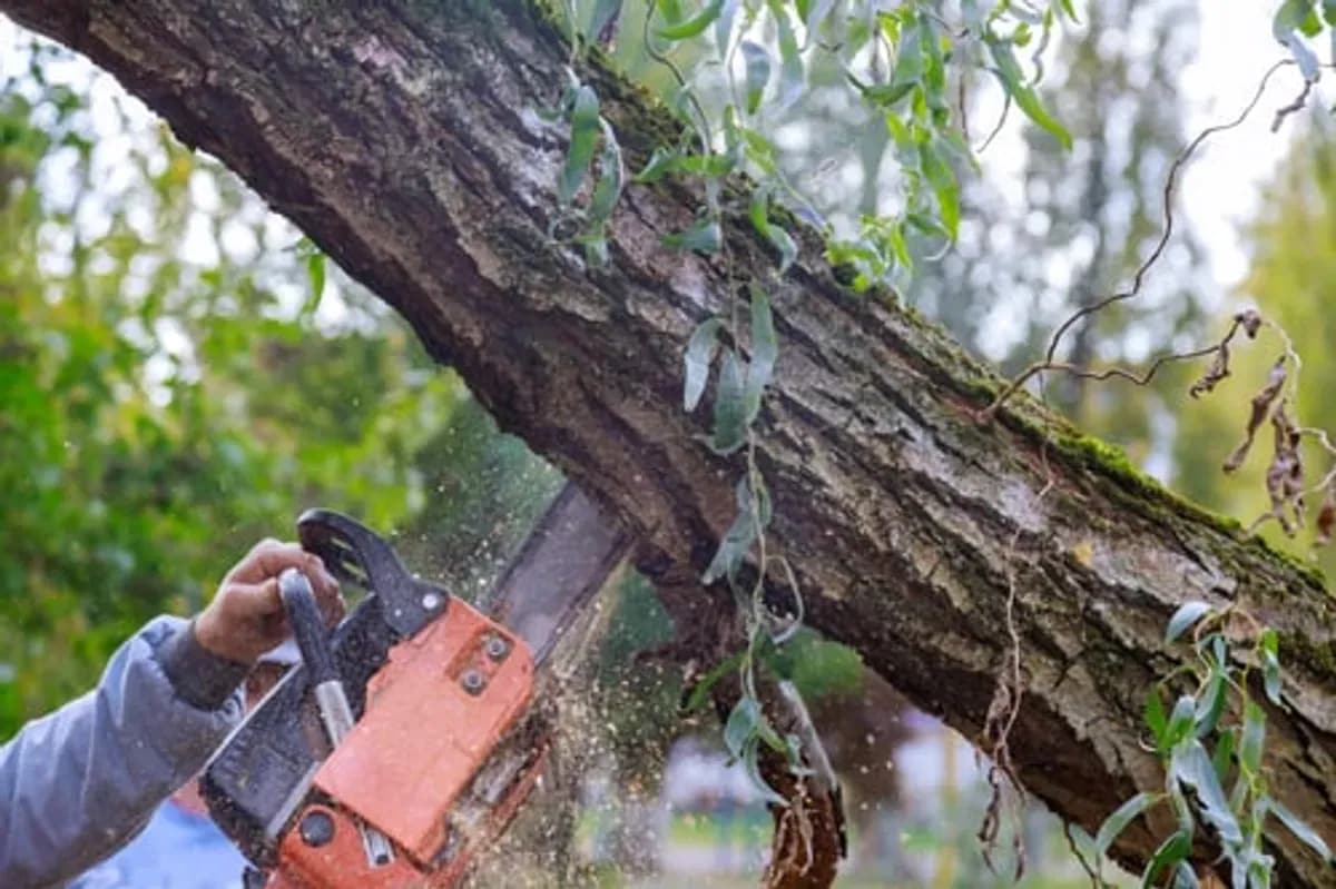Escudero Tree Service crew member cutting an overgrown limb with a chainsaw during a tree trimming job in Austin, TX